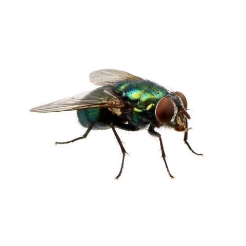 Muște