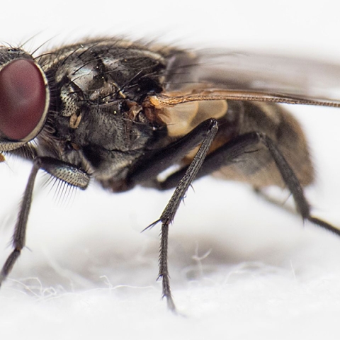 Musca de casă