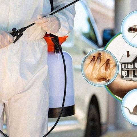 Oferim servicii de Dezinfecție, Dezinsecție și Deratizare la cel mai înalt nivel