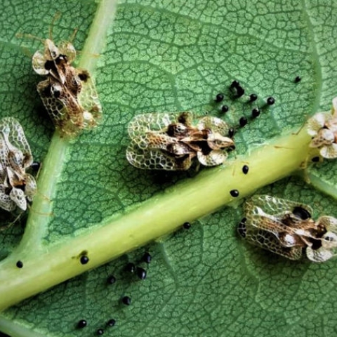 Ce spun experții despre insectele noi depistate în Moldova