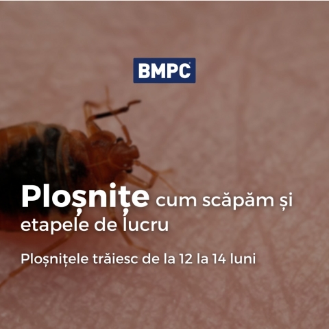 Cum scăpăm de ploșnițe și care sunt etapele de lucru