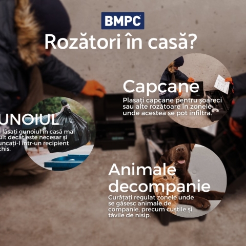 Cum combatem rozătoarele în casă
