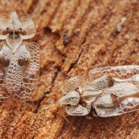 Tigrul Platanului: Un Dăunător Mistic sau o Insectă Inofensivă?