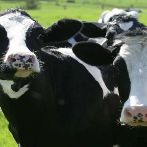 Acarienii de Animale: Prevenire și Eliminare Eficientă