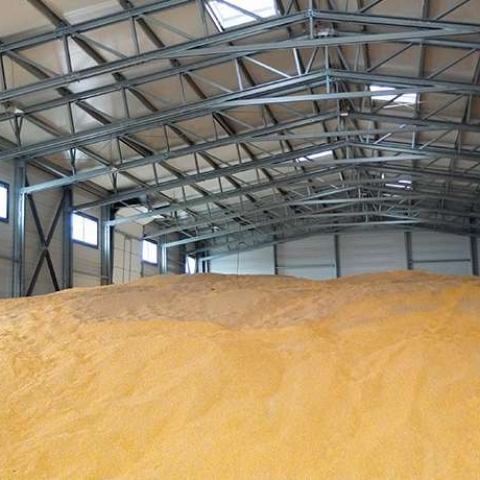 Top 3 Dăunători în Depozitele de Grâne: Cum să Protejăm Recolta și Stocurile Alimentare