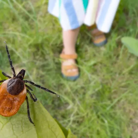 Protecția împotriva căpușelor cu PestControl-Expert: Metode moderne de dezinsecție pentru un mediu sănătos