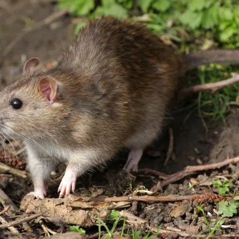 Protecția împotriva șobolanilor cu PestControl-Expert