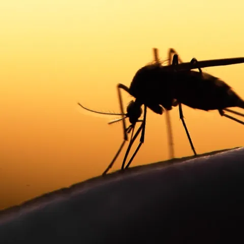 Rolul Pest Control-ului în Prevenirea Bolilor Transmise de Dăunători