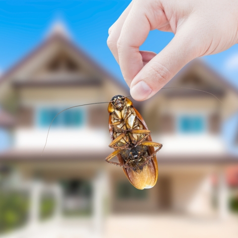Primăvara și Pest Control: Cum să te pregătești pentru sezonul dăunătorilor