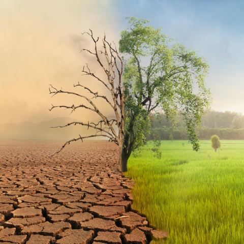 Impactul schimbărilor climatice asupra infestărilor cu dăunători: Cum se schimbă modelele de migrare și populația în funcție de climă
