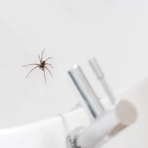 Cum să previi infestarea cu păianjeni în locuință în sezonul de creștere a temperaturilor
