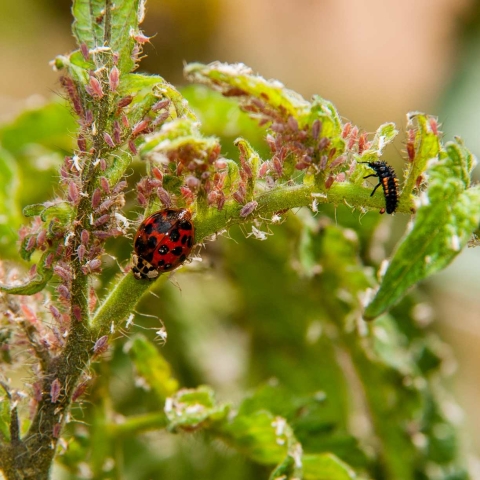 Controlul biologic al dăunătorilor: Utilizarea agenților naturali de control al populațiilor de insecte și rozătoare