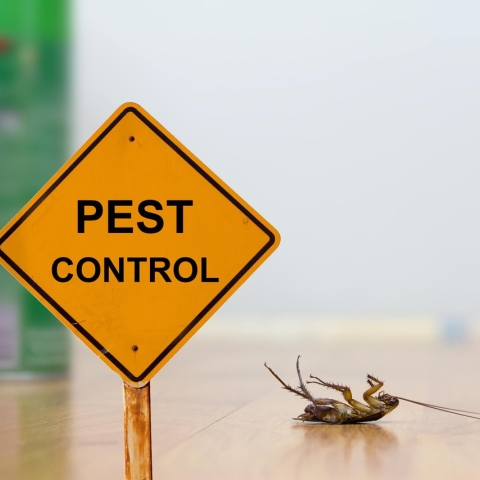 Strategii avansate pentru prevenirea infestărilor cu insecte în iunie