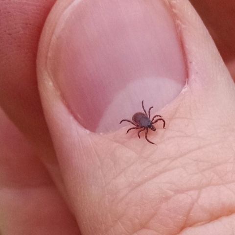 Prevenirea infestării cu purici și căpușe
