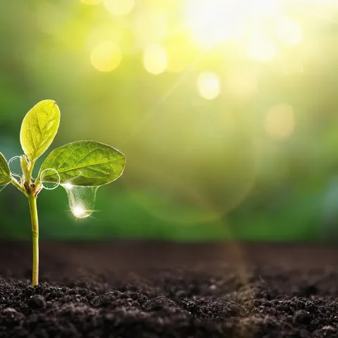 Cum să-ți protejezi plantele de dăunători în iunie