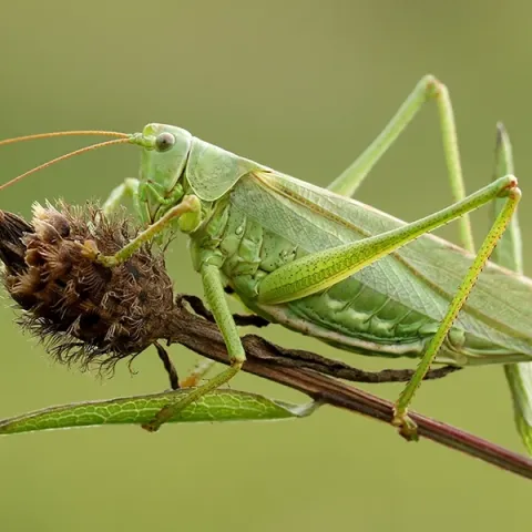 Strategii avansate pentru prevenirea infestărilor cu insecte în iunie: Monitorizarea și gestionarea invaziei de lăcuste