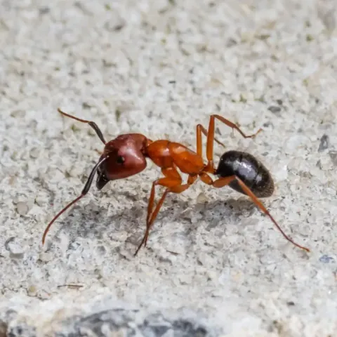 Pregătește-ți Casa pentru Vară: Prevenirea Invaziilor de Insecte cu Soluții Profesionale