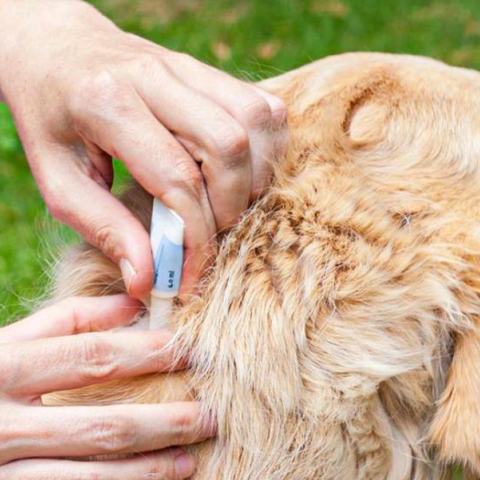 Protejează-ți animalele de companie de dăunători: Sfaturi pentru iubitorii de animale