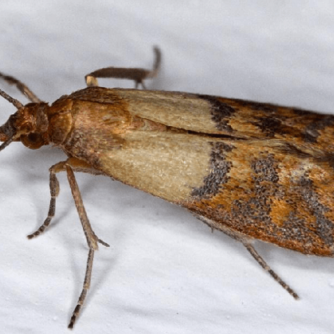 Moliile de haine: Strategii eficiente de prevenire și combatere pentru sfârșitul verii