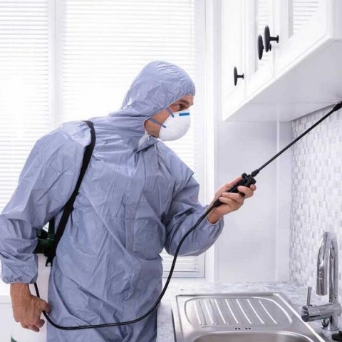 Dăunătorii Ascunși: Cum Identifici Pericolele Nevăzute din Casa Ta