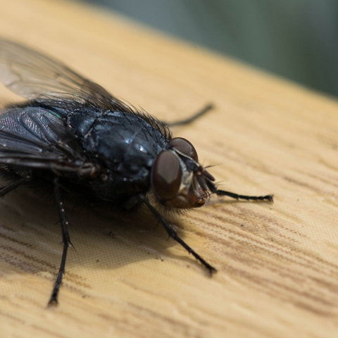 Cele Mai Rezistente Insecte la Tratamente: Cum Le Poți Combate Eficient