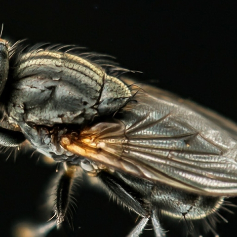 Entomologia în Slujba Siguranței Casei Tale: Ce Nu Știai Despre Insecte și Pericolele lor Ascunse