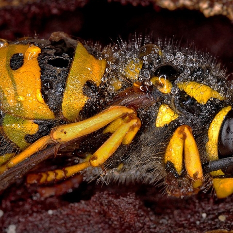Insecte în Hibernare: Cum Să Pregătești Casa pentru Invazii de Primăvară