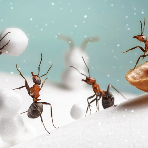 Mituri despre Insectele Iernii: Care Sunt Pericolele Ascunse?