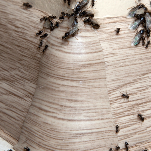 Cum să Preîntâmpini Infestările cu Insecte Chiar și în Lunile Geroase