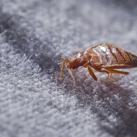 Insectele știu mai multe despre tine decât crezi! Ce spun coloniile de dăunători despre casa ta?