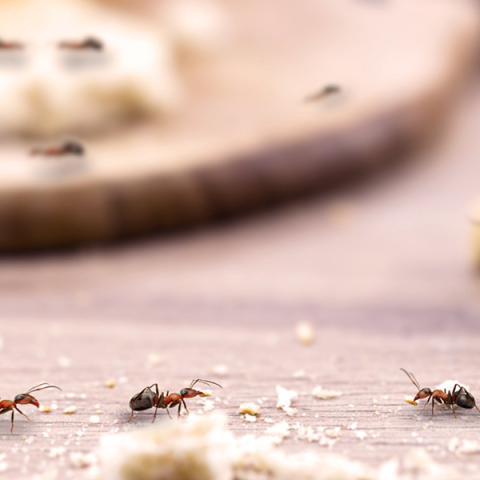 Când pereții tăi devin hotel pentru insecte – soluții radicale și sigure