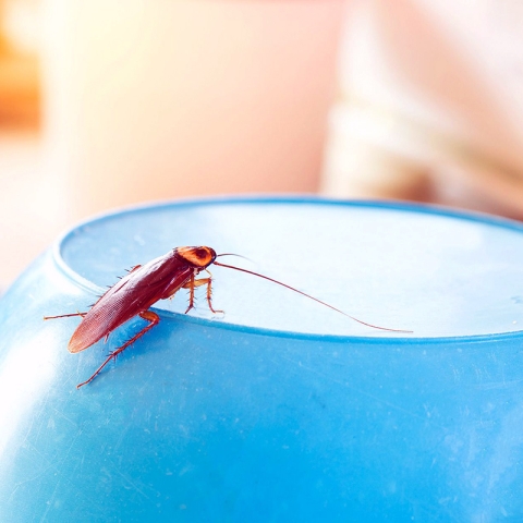 Gândacii nu pleacă odată cu vara: cum se adaptează insectele la frig și cum le ții departe