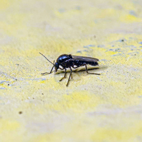 Insectele invizibile care îți distrug confortul — și de ce nu le vezi până e prea târziu