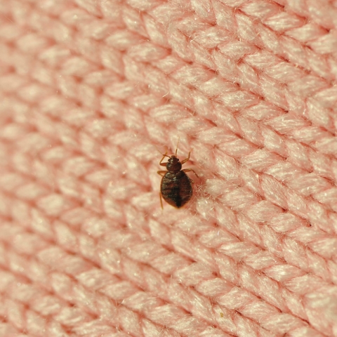 Micro-habitatele ascunse: locurile secrete unde se adăpostesc insectele și cum să le elimini
