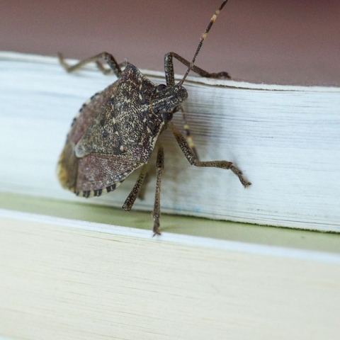 Hibernare sau Oportunitate? Insectele „invizibile” care profită de căldura caloriferelor tale