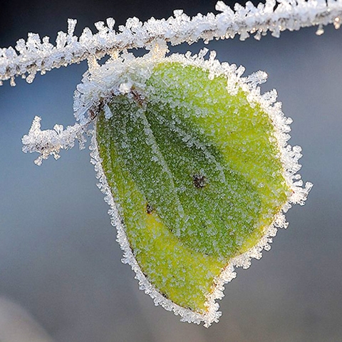 Micro-climatul din pereți: Cum supraviețuiesc ploșnițele și gândacii când afară sunt -15°C