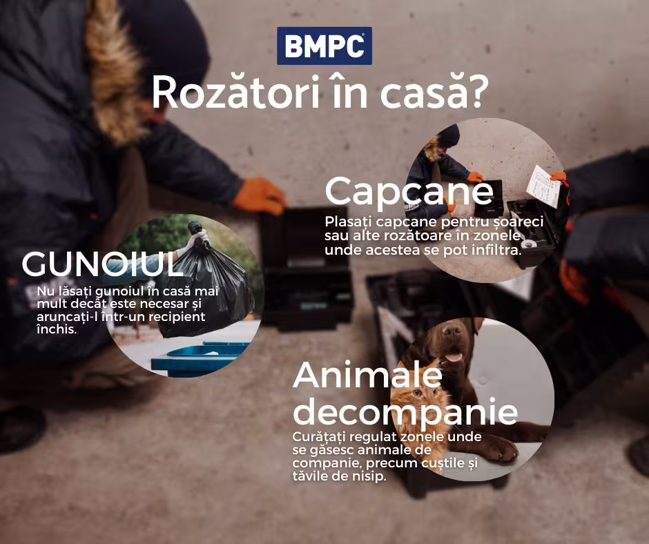 Cum combatem rozătoarele în casă