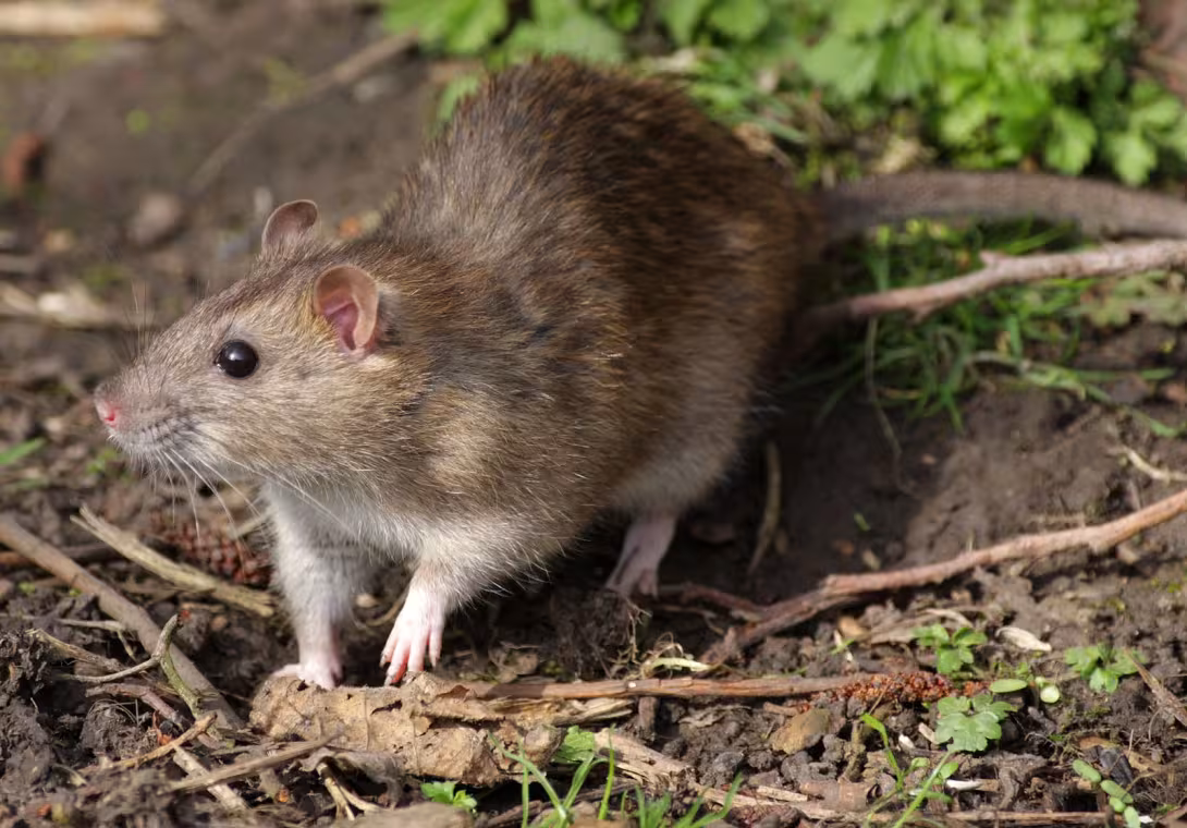 Protecția împotriva șobolanilor cu PestControl-Expert