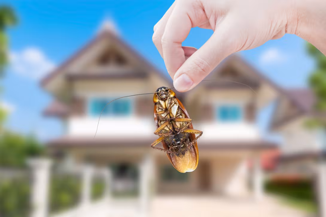 Primăvara și Pest Control: Cum să te pregătești pentru sezonul dăunătorilor