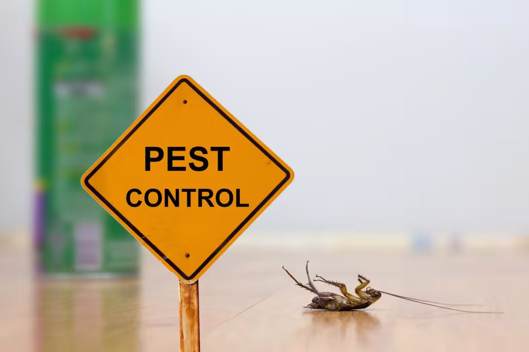 Strategii avansate pentru prevenirea infestărilor cu insecte în iunie