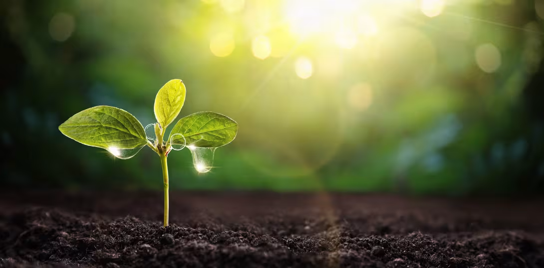 Cum să-ți protejezi plantele de dăunători în iunie