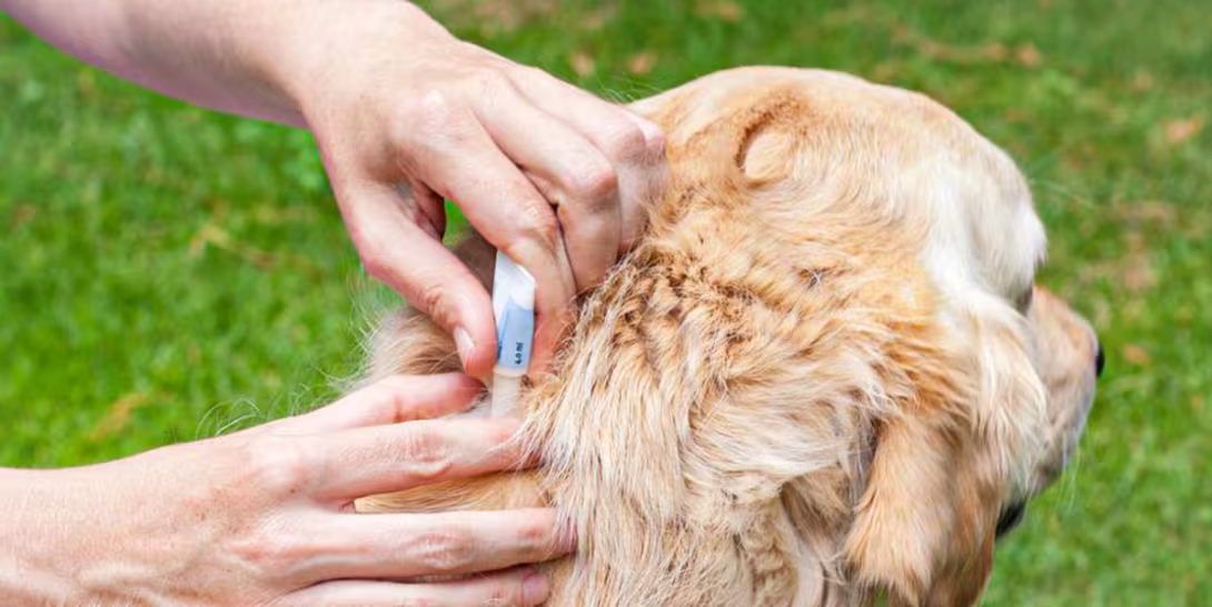 Protejează-ți animalele de companie de dăunători: Sfaturi pentru iubitorii de animale
