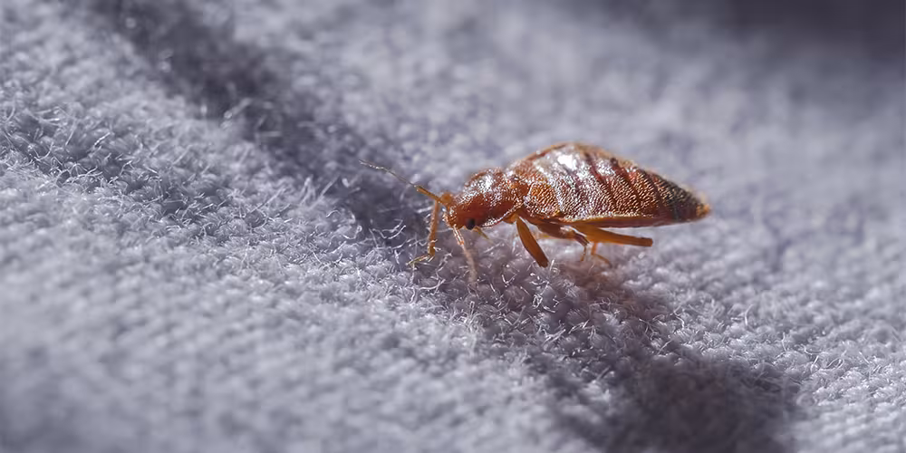 Insectele știu mai multe despre tine decât crezi! Ce spun coloniile de dăunători despre casa ta?